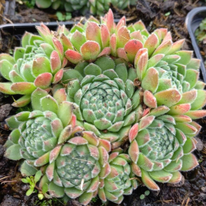 Sempervivum Ruthanicum - Huslg