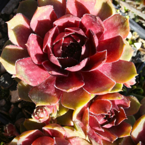 Sempervivum Smaragd - Huslg
