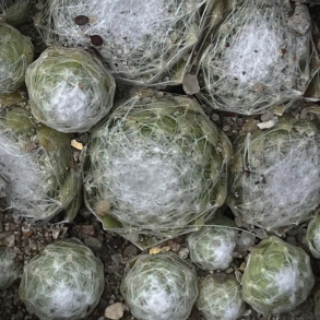 Sempervivum arachnoideum - spindelv�vs Husl�g 