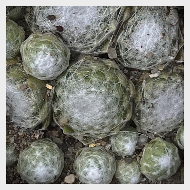 Sempervivum arachnoideum - spindelv�vs Husl�g 