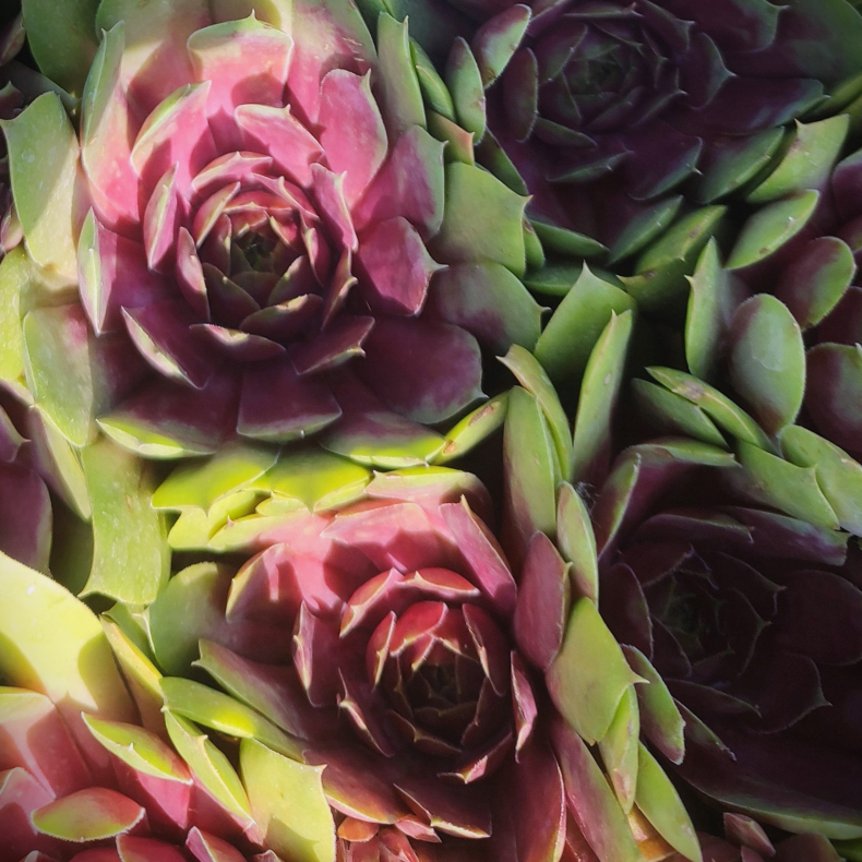 Sempervivum hybrida Tesoro - Huslg