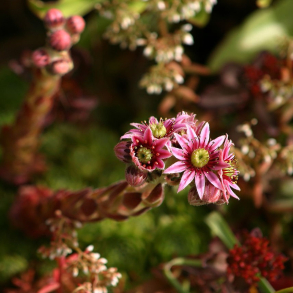 Sempervivum tectorum - Huslg
