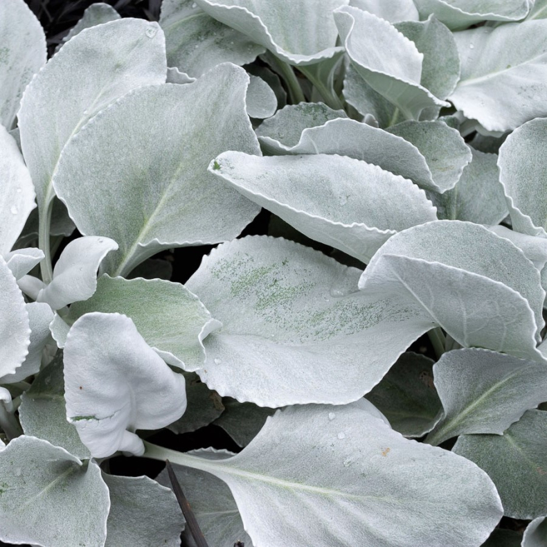 Senecio candicans Angel Wings FROSTFRI OVERVINTRING