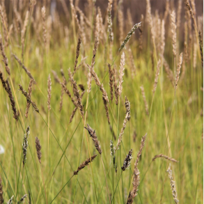 Sesleria argentea - Bl�aks