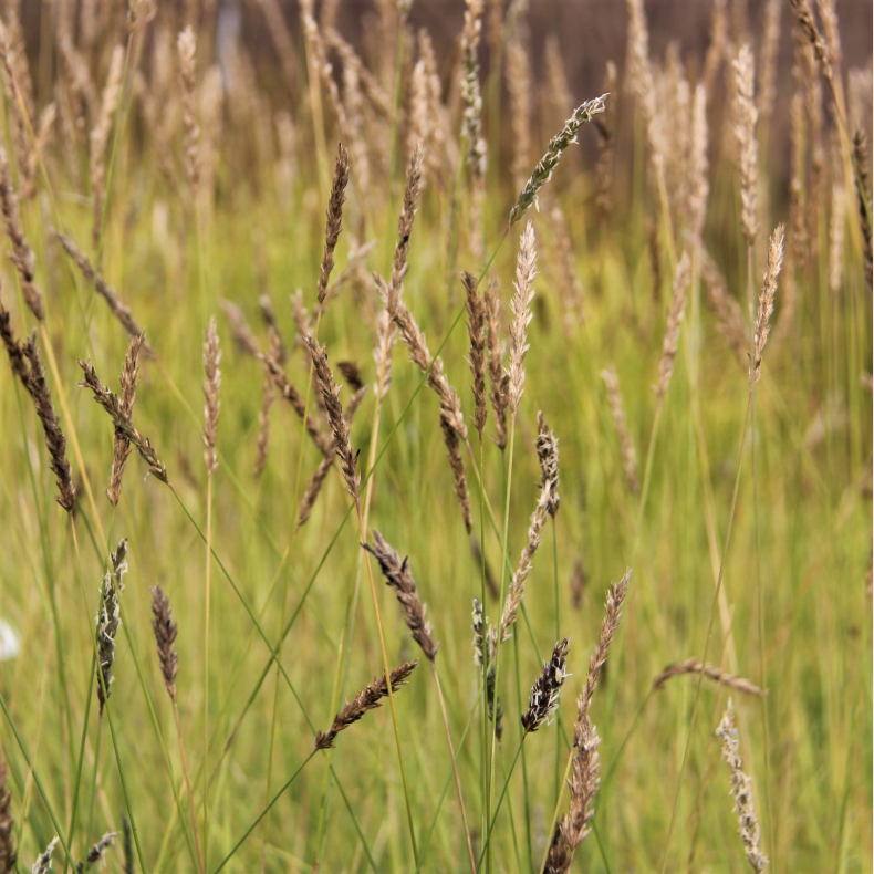 Sesleria argentea - Bl�aks
