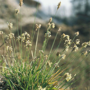 Sesleria caerulea  - Kalk Blaks