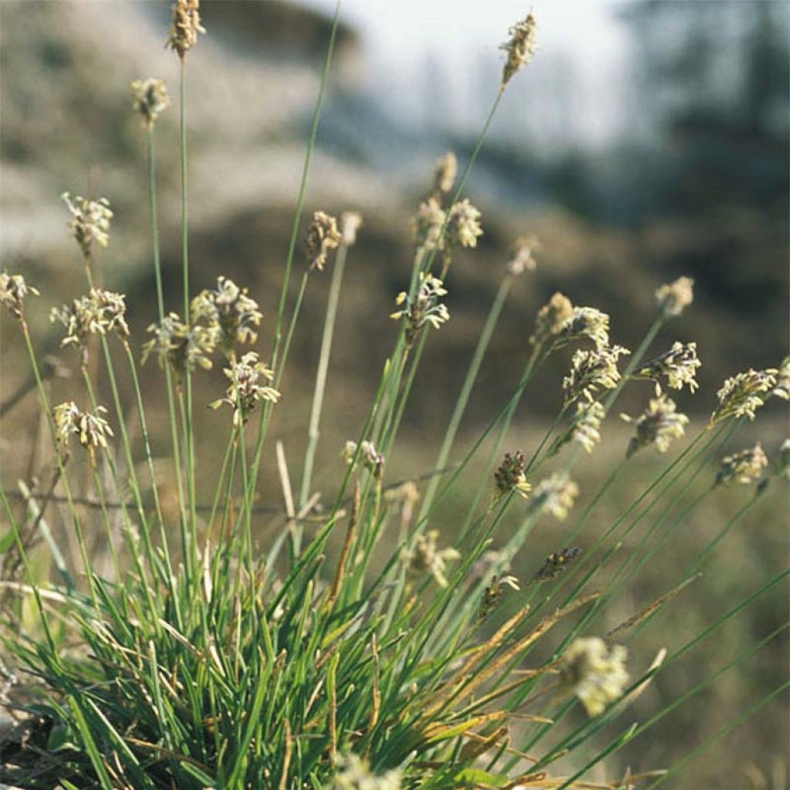 Sesleria caerulea  - Kalk Blaks
