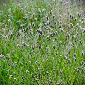 Sesleria heufleriana -Mrk Blaks