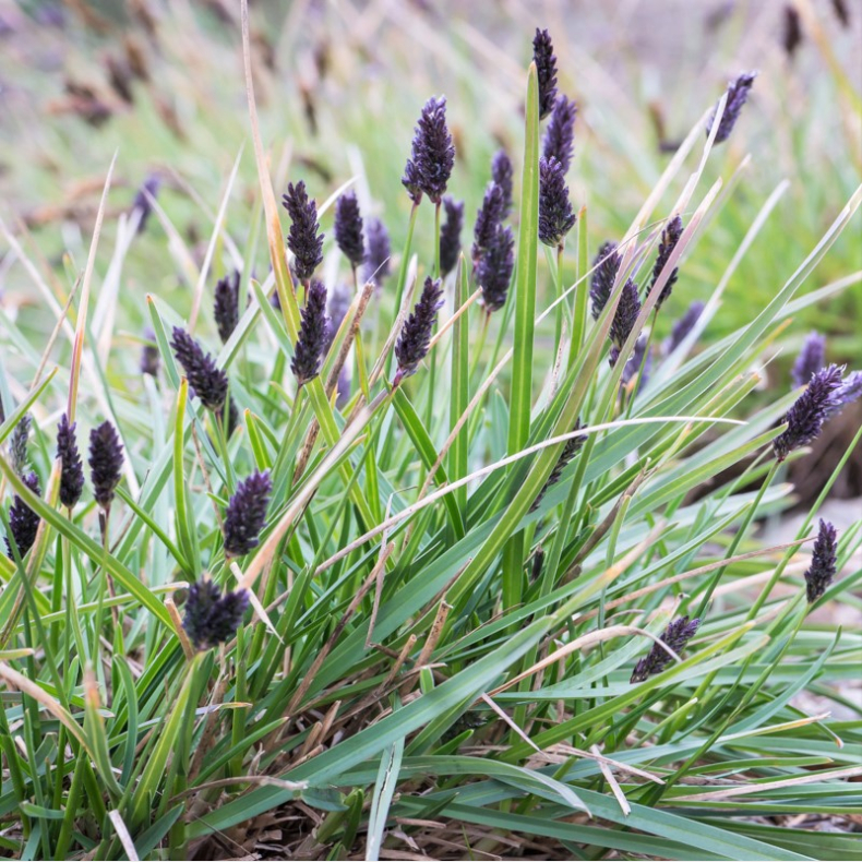 Sesleria sadleriana - Ungarsk Blaks