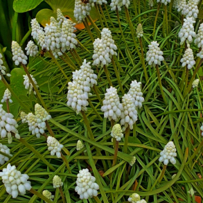 Muscari armeniacum Siberian Tiger - Armensk Druehyacint 12 l�g str. 8/+
