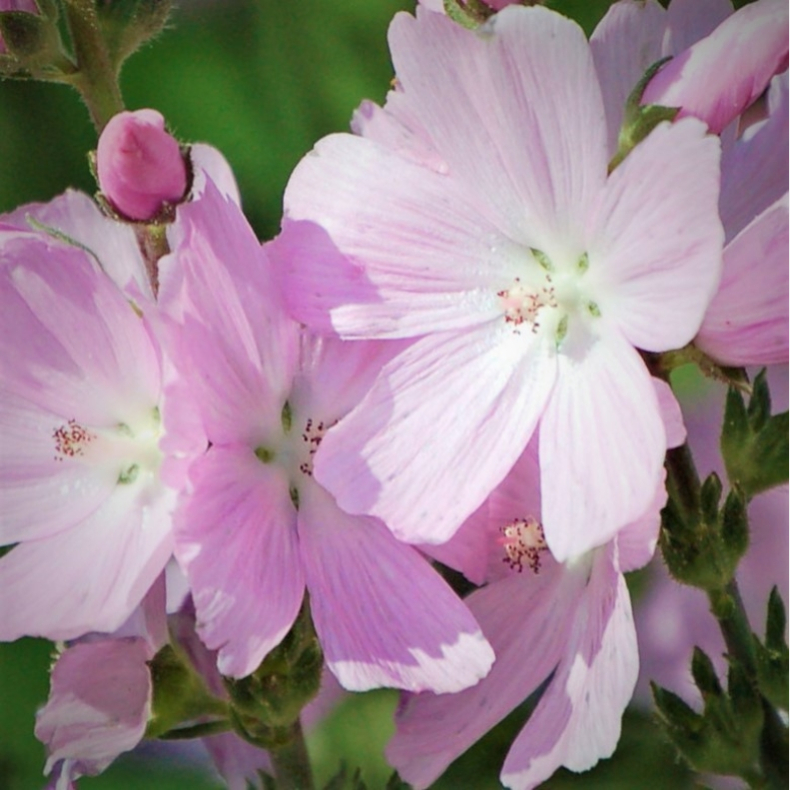 Sidalcea hybrida Elsie Heugh - Silkekatost