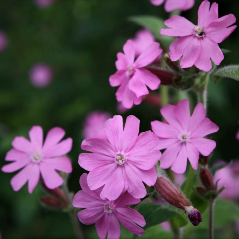 Silene dioica - Dagpragtstjerne