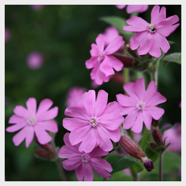 Silene dioica - Dagpragtstjerne 