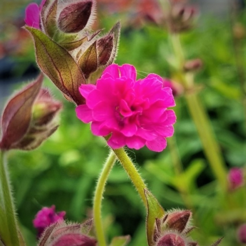 Silene dioica Firefly - Dagpragtstjerne