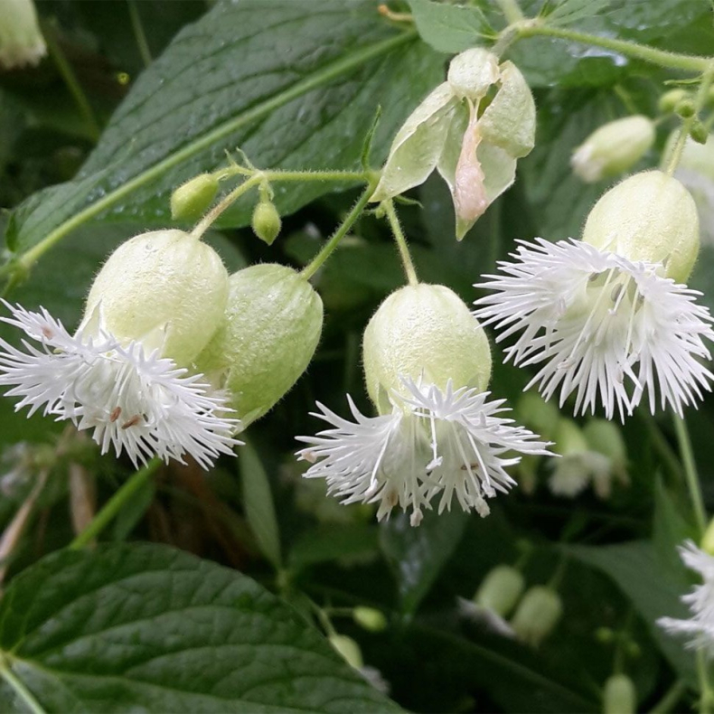 Silene fimbriata - Frynset dagpragtstjerne