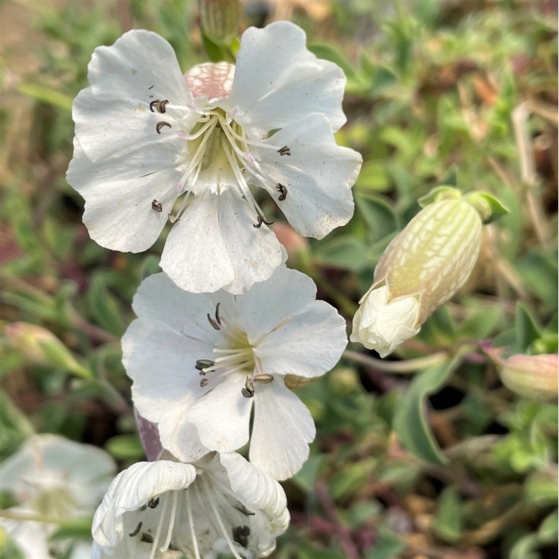 Silene maritima - Strandlimurt