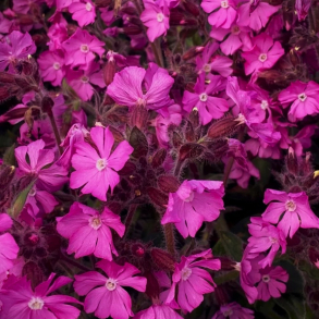 Silene robotii Rollies Favorite - Dagpragtstjerne