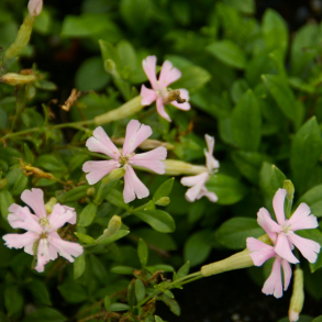 Silene schafta Shell Pink - Hstlimurt