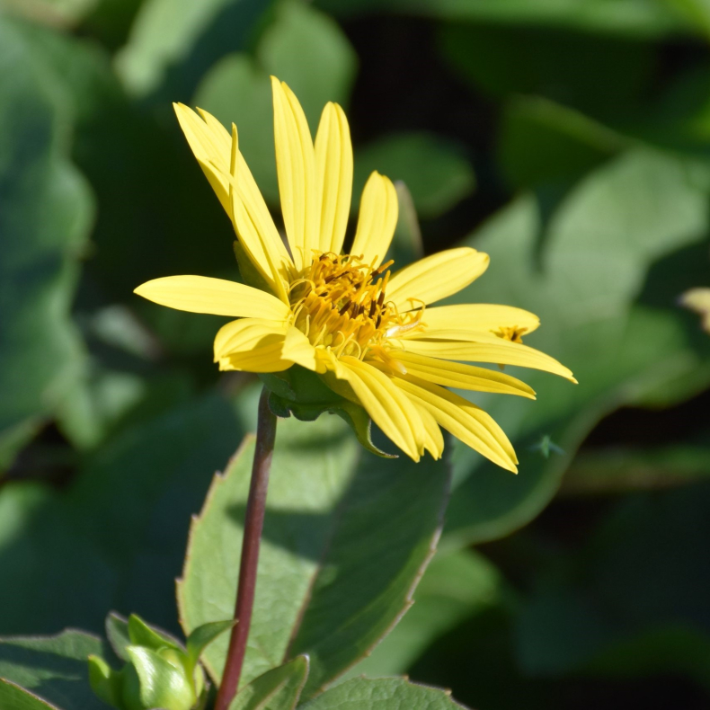 Silphium perfoliatum Carnica - Sklplante