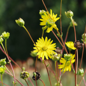 Silphium terebinthinaceum - Sklplante