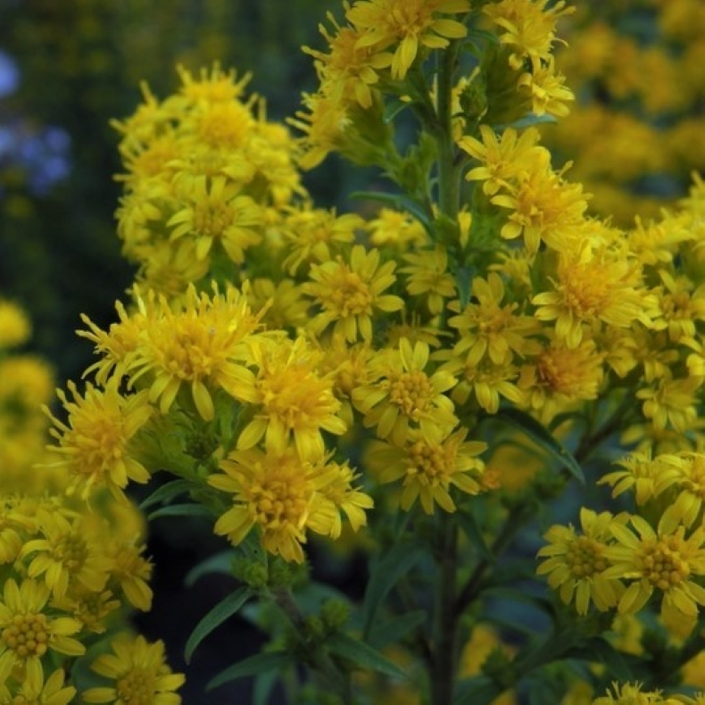 Solidago Hiddigeigei - Gyldenris