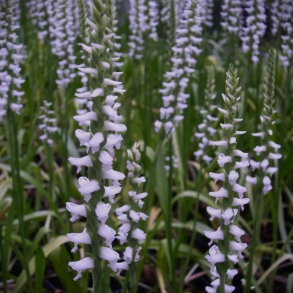 Spiranthes cernua Chadds Ford - Haveorkide