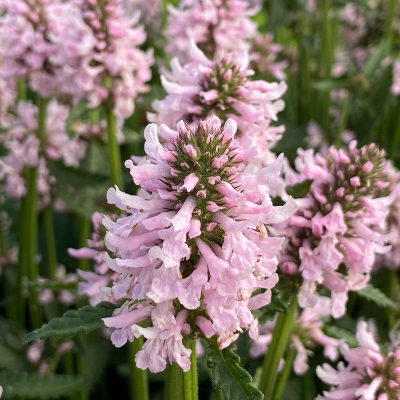 Stachys Summer Sweets - Betonie