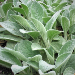 Stachys byzantina Big Ears - Lamme�re