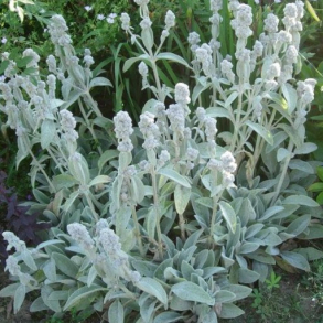 Stachys byzantina Cotton Boll - Lamme�re 