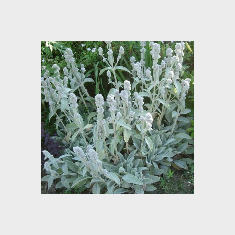 Stachys byzantina Cotton Boll - Lamme�re 