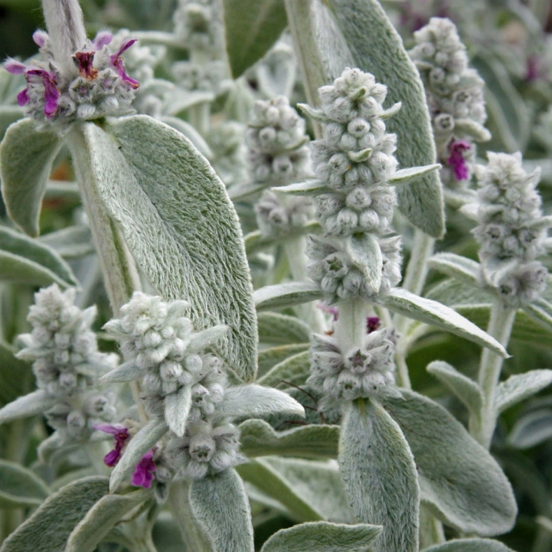 Stachys byzantina Sheila McQueen - Lammere