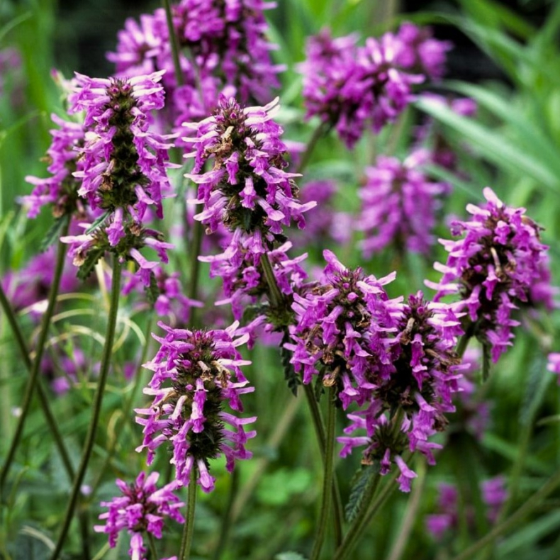 Stachys byzantina Summer Grapes - Lgebetonie