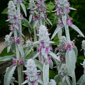 Stachys byzantina - Lamme�re