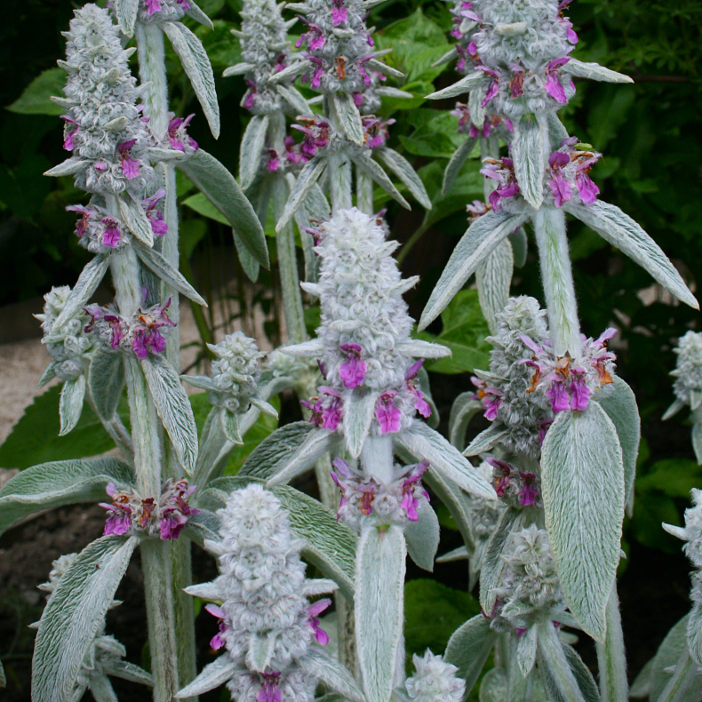 Stachys byzantina - Lammere
