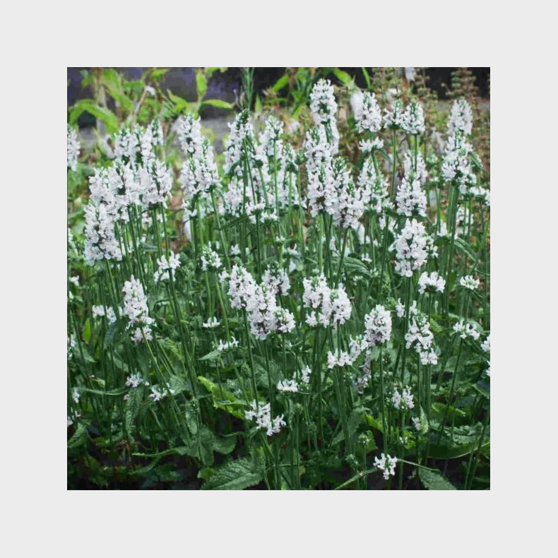 Stachys officinalis Summer Snowcone  - Havebetonie