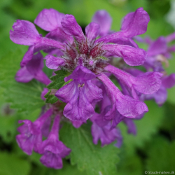 Stachys officinalis - L�gebetonie 1L