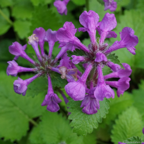 Stachys officinalis - L�gebetonie 1L