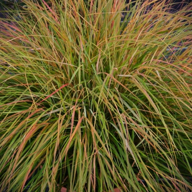Stipa arundinacea - New Zealandsk wind grs
