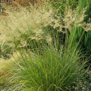 Stipa splendens - Fjergr�s
