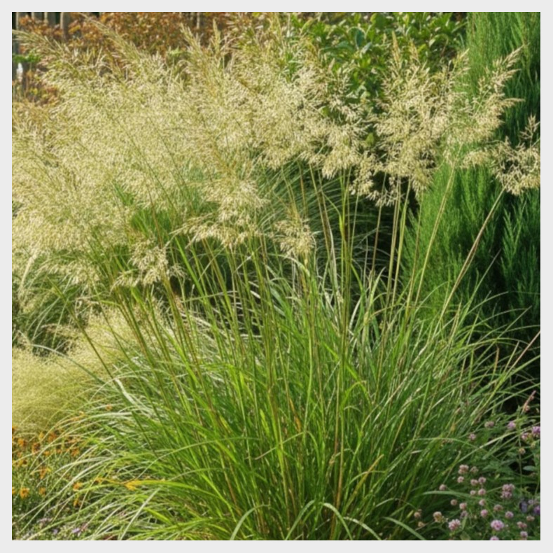 Stipa splendens - Fjergr�s
