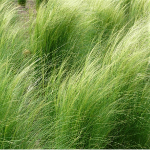 Stipa tenuissima Pony Tails - Fjergr�s