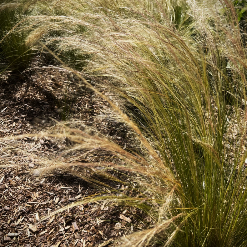 Stipa tenuissima - Fjergrs