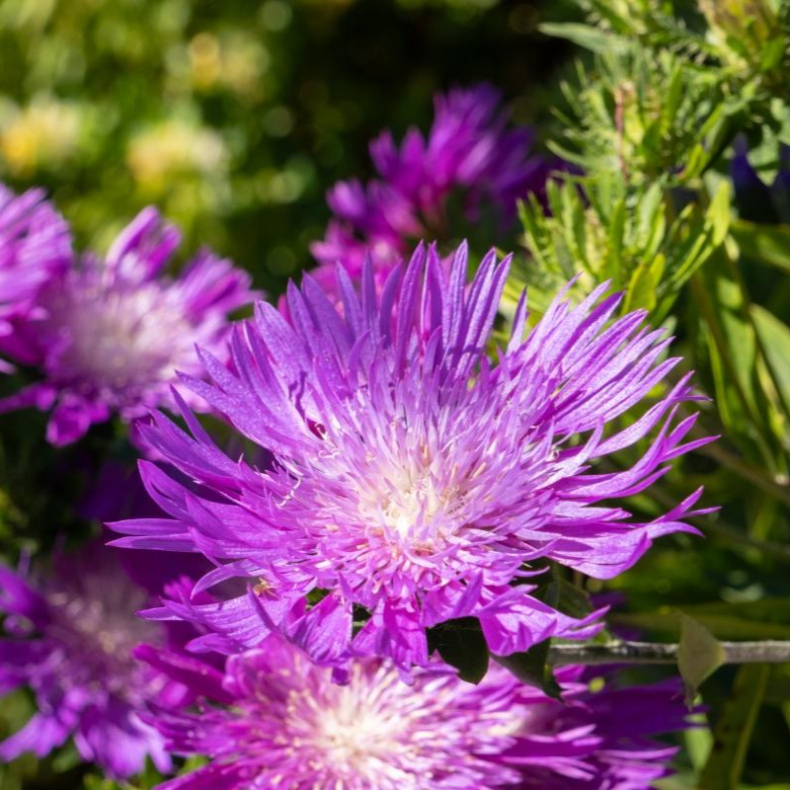 Stokesia Amethyst - Stokesia