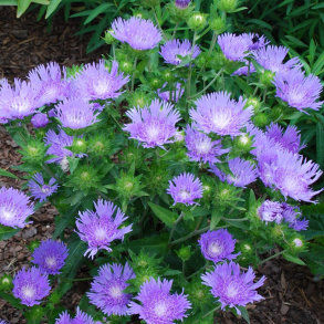 Stokesia Klaus Jelitto - Stokesia
