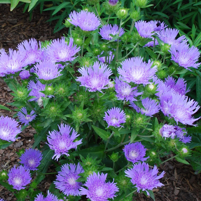 Stokesia Klaus Jelitto - Stokesia