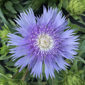 Stokesia Megamels - Stokesia