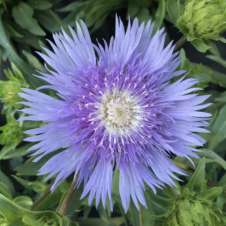 Stokesia Megamels - Stokesia