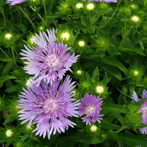 Stokesia Peachies Pick - Stokesia