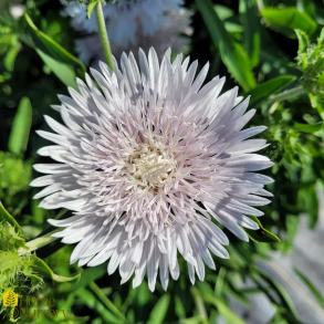 Stokesia Whitecaps - Stokesia