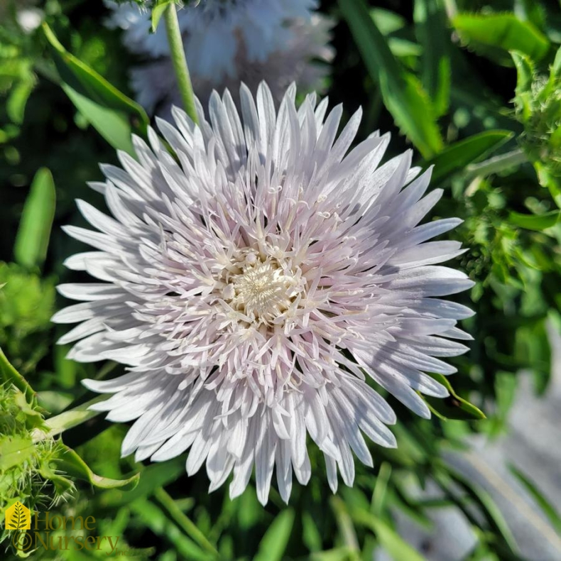 Stokesia Whitecaps - Stokesia